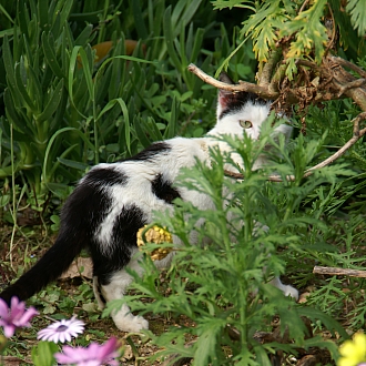 PICT2929 small cat.jpg - 120643 Bytes